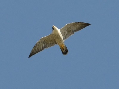 Falco pellegrino                     